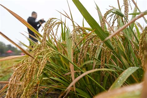 杂交水稻产量提升了多少