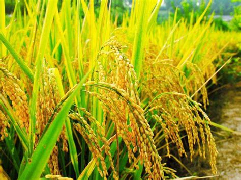 杂交水稻历来产量