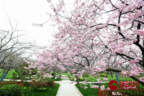 杭州一网红拍樱花