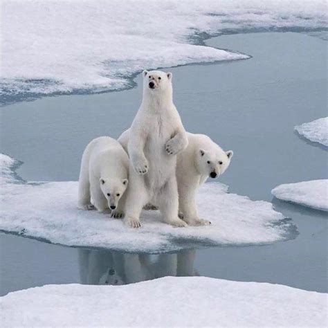 极地熊 北欧森林