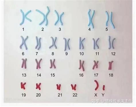 染色体异常一般几周容易胎停