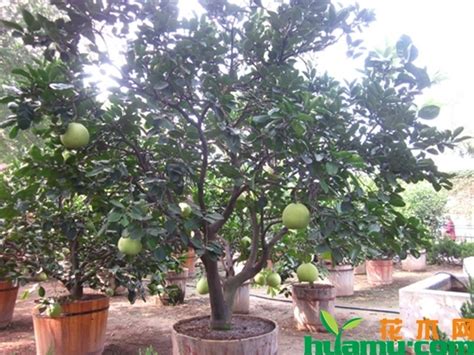 柚子种植条件和方法