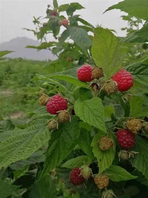 树莓适合在什么地方种植