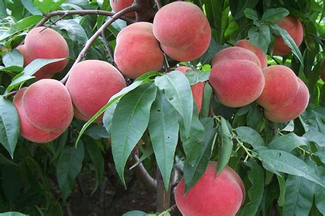 桃子最新的种植技术