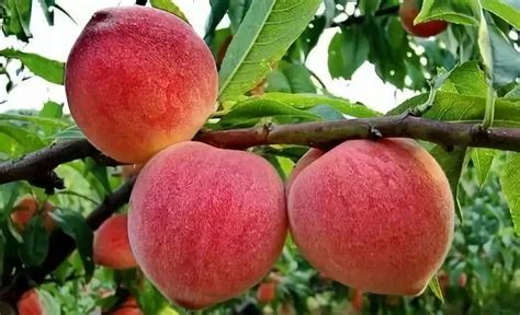 桃子最简单的种植方法