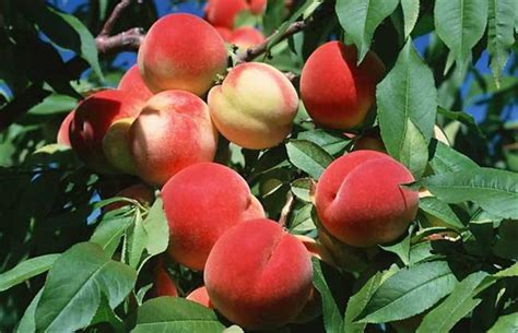 桃子的种植方法与技术视频