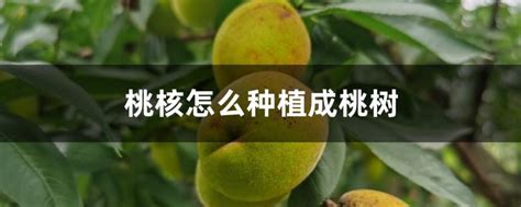 桃核怎么种植成桃树