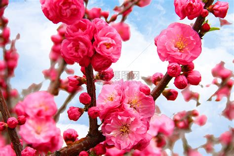 桃花树最美的微信头像