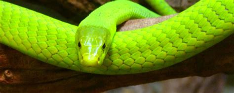 梦到一条绿色蛇预示着什么
