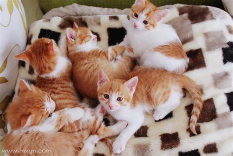 梦到一群小猫是什么意思周公解梦