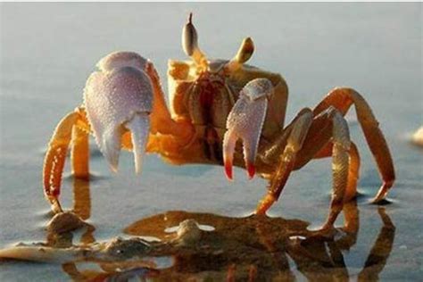 梦到好多螃蟹什么预兆