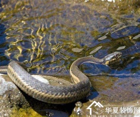梦到河里有蛇什么意思
