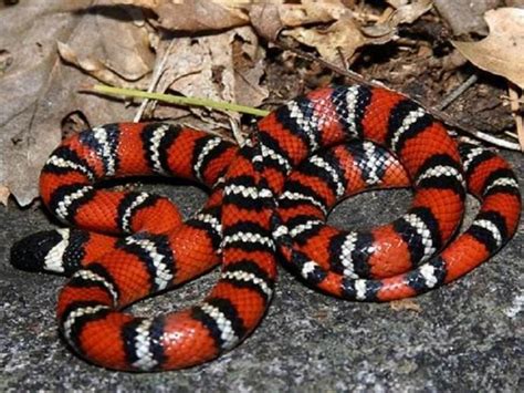 梦到红色的蛇寓意是什么