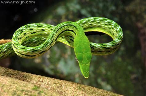 梦到绿色蛇是什么意思周公解梦