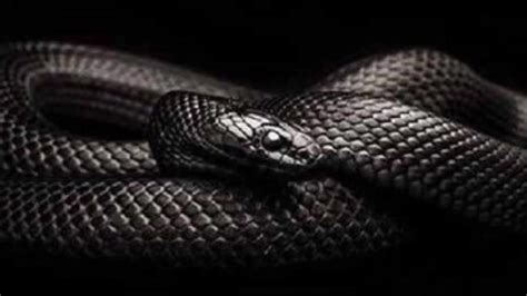 梦到黑色的蛇