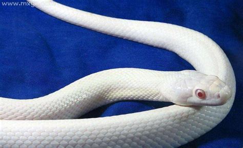 梦见一条白蛇啥预兆周公解梦