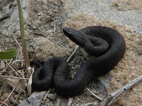 梦见一条黑色小蛇是什么征兆