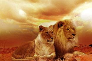 梦见两头狮子有什么预兆