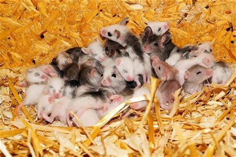 梦见养了一堆老鼠