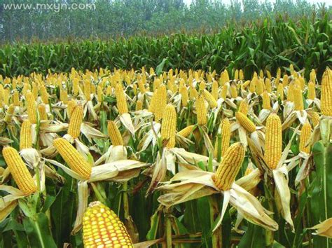 梦见在地里种玉米什么意思