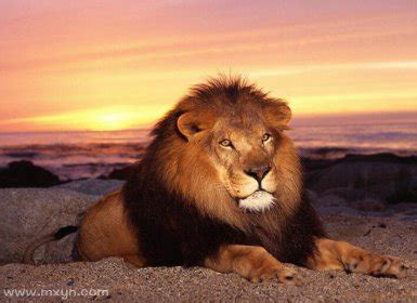 梦见好多狮子是什么预兆