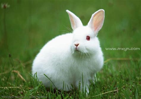 梦见好多白色兔子周公解梦