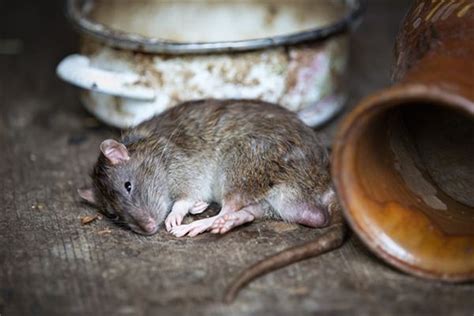 梦见家里打死很多老鼠