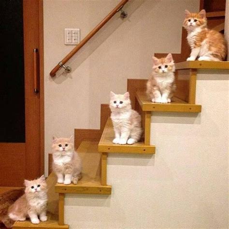 梦见家里进来一堆猫