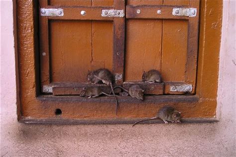 梦见屋里很多老鼠到处跑