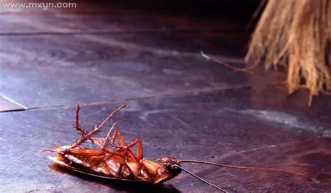 梦见床上有蟑螂是什么意思