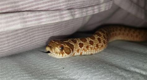 梦见床上都是蛇是什么意思
