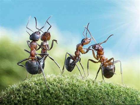 梦见抓蚂蚁是什么征兆