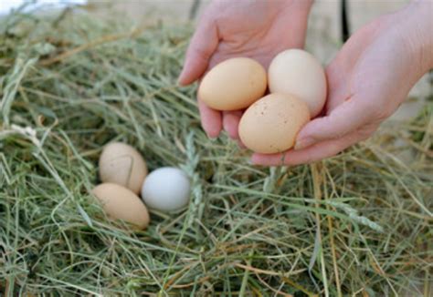 梦见捡到很多蛋是什么预兆