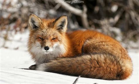 梦见狐狸意味什么