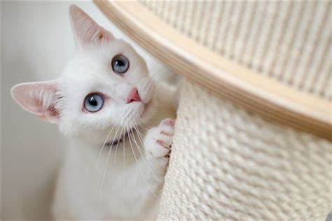 梦见白猫进家是什么意思
