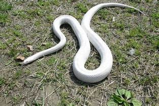 梦见白色的蛇周公解梦