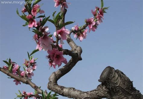 梦见种桃树是什么征兆