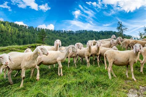 梦见羊群在吃草什么意思