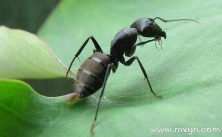 梦见蚂蚁是怎么回事