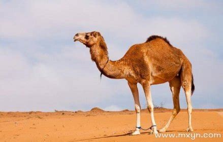 梦见骆驼是什么兆头