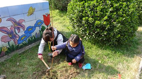 植树节中班幼儿园创意活动