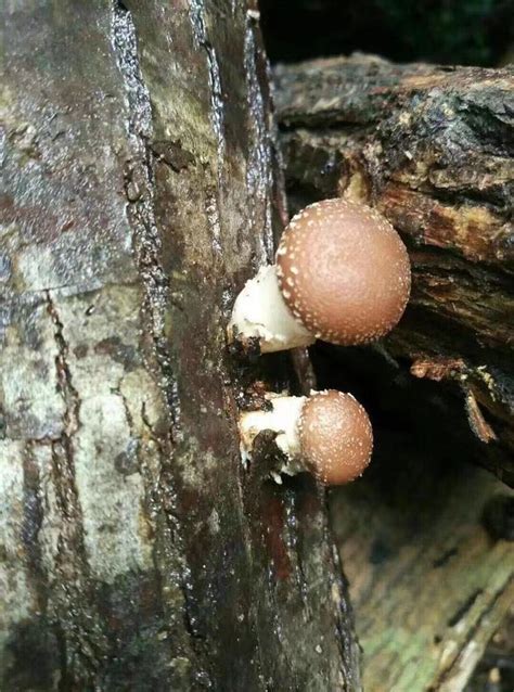 椴木香菇出菇时间