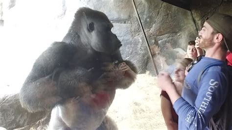 模仿动物园的大猩猩作文