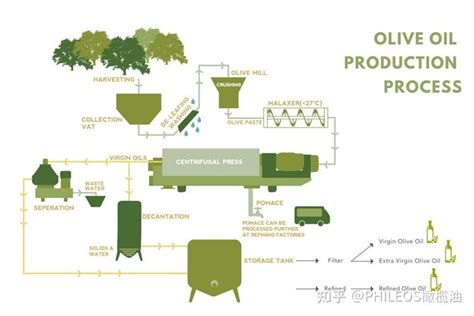 橄榄油的制作流程