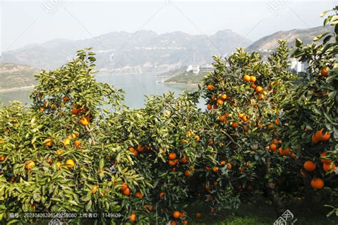 橙子种植区域