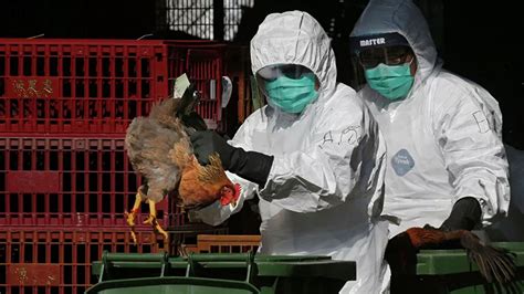 欧洲禽流感有多厉害