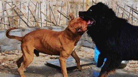 比特犬vs藏獒打架视频