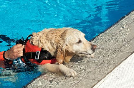 水上救援犬