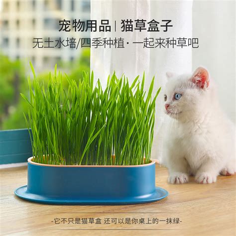 水培猫草自己种教程
