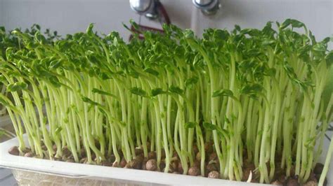 水培豌豆苗种植方法